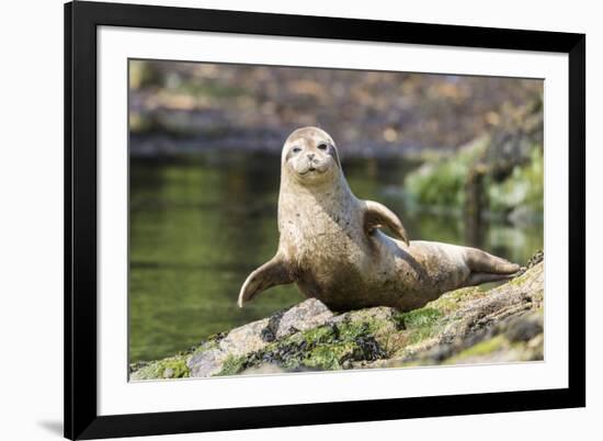 Harbor Seal on the Coast of the Shetland Islands. Scotland-Martin Zwick-Framed Photographic Print