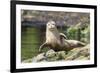 Harbor Seal on the Coast of the Shetland Islands. Scotland-Martin Zwick-Framed Photographic Print