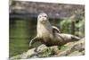 Harbor Seal on the Coast of the Shetland Islands. Scotland-Martin Zwick-Mounted Photographic Print