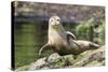 Harbor Seal on the Coast of the Shetland Islands. Scotland-Martin Zwick-Stretched Canvas