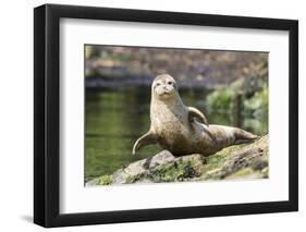 Harbor Seal on the Coast of the Shetland Islands. Scotland-Martin Zwick-Framed Photographic Print