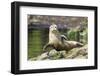 Harbor Seal on the Coast of the Shetland Islands. Scotland-Martin Zwick-Framed Photographic Print