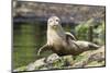 Harbor Seal on the Coast of the Shetland Islands. Scotland-Martin Zwick-Mounted Photographic Print