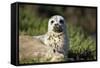 Harbor Seal Pup-null-Framed Stretched Canvas
