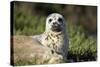 Harbor Seal Pup-null-Stretched Canvas
