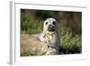 Harbor Seal Pup-null-Framed Photographic Print