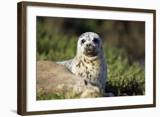 Harbor Seal Pup-null-Framed Photographic Print