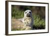 Harbor Seal Pup-null-Framed Photographic Print