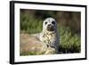 Harbor Seal Pup-null-Framed Photographic Print