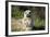 Harbor Seal Pup-null-Framed Photographic Print