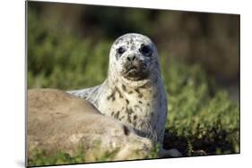 Harbor Seal Pup-null-Mounted Photographic Print