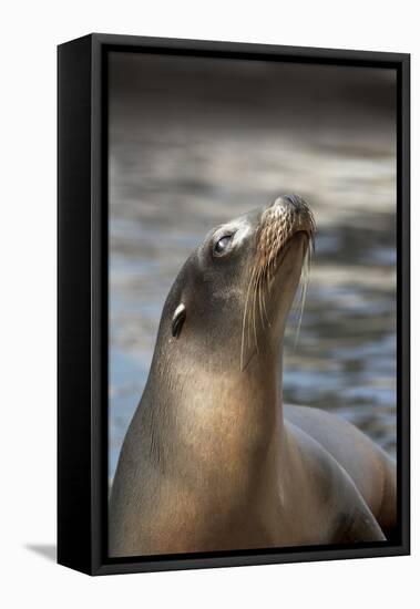 Harbor Seal-Lantern Press-Framed Stretched Canvas