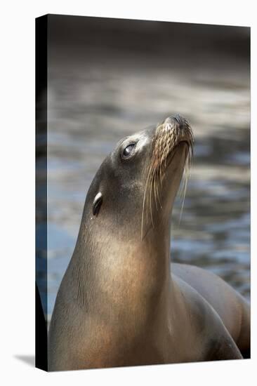 Harbor Seal-Lantern Press-Stretched Canvas