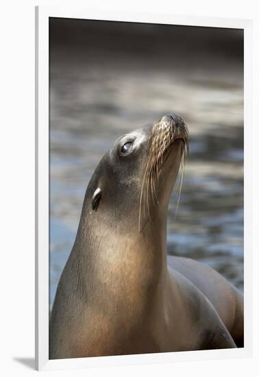 Harbor Seal-Lantern Press-Framed Art Print