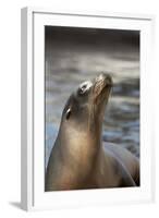 Harbor Seal-Lantern Press-Framed Art Print