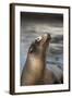 Harbor Seal-Lantern Press-Framed Art Print