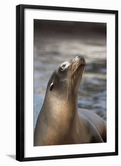 Harbor Seal-Lantern Press-Framed Art Print