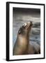 Harbor Seal-Lantern Press-Framed Art Print