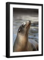 Harbor Seal-Lantern Press-Framed Art Print