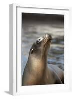 Harbor Seal-Lantern Press-Framed Art Print