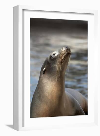 Harbor Seal-Lantern Press-Framed Art Print