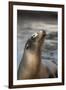 Harbor Seal-Lantern Press-Framed Art Print