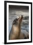 Harbor Seal-Lantern Press-Framed Art Print