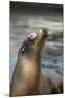 Harbor Seal-Lantern Press-Mounted Art Print