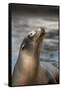 Harbor Seal-Lantern Press-Framed Stretched Canvas