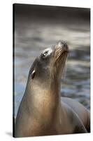 Harbor Seal-Lantern Press-Stretched Canvas