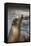 Harbor Seal-Lantern Press-Framed Stretched Canvas