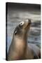 Harbor Seal-Lantern Press-Stretched Canvas