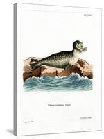 Harbor Seal-null-Stretched Canvas