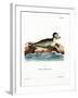 Harbor Seal-null-Framed Giclee Print