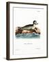 Harbor Seal-null-Framed Giclee Print
