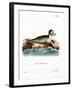Harbor Seal-null-Framed Giclee Print