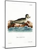 Harbor Seal-null-Mounted Giclee Print