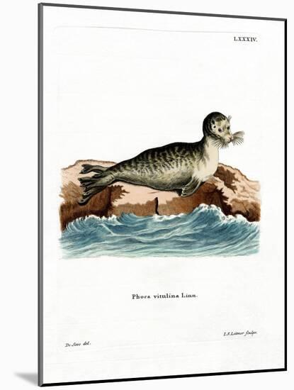 Harbor Seal-null-Mounted Giclee Print