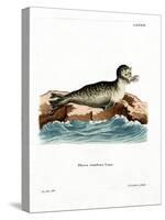 Harbor Seal-null-Stretched Canvas