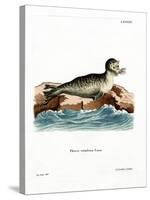 Harbor Seal-null-Stretched Canvas