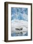 Harbor Seals and Icebergs in Alaska-null-Framed Photographic Print