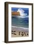 Harbor seals, La Jolla, San Diego, California, United States of America, North America-Richard Cummins-Framed Photographic Print