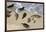 Harbor seals, La Jolla, San Diego, California, United States of America, North America-Richard Cummins-Framed Photographic Print