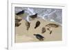 Harbor seals, La Jolla, San Diego, California, United States of America, North America-Richard Cummins-Framed Photographic Print