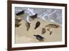 Harbor seals, La Jolla, San Diego, California, United States of America, North America-Richard Cummins-Framed Photographic Print