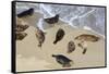 Harbor seals, La Jolla, San Diego, California, United States of America, North America-Richard Cummins-Framed Stretched Canvas