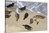 Harbor seals, La Jolla, San Diego, California, United States of America, North America-Richard Cummins-Stretched Canvas