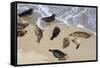 Harbor seals, La Jolla, San Diego, California, United States of America, North America-Richard Cummins-Framed Stretched Canvas