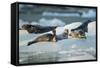 Harbor Seals on Iceberg, Alaska-Paul Souders-Framed Stretched Canvas