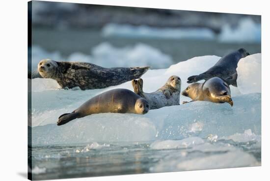 Harbor Seals on Iceberg, Alaska-Paul Souders-Stretched Canvas